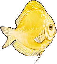 魚